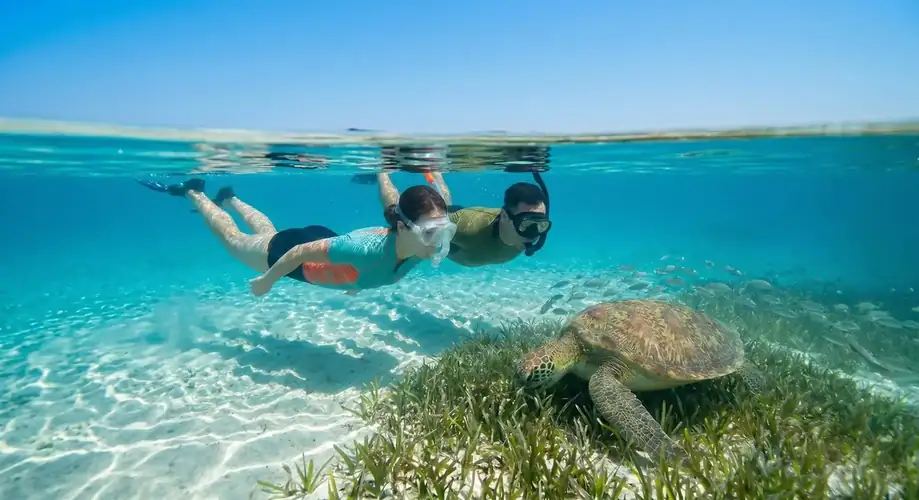 Snorkeling with a green sea turtle in Semporna Sagittarius Resort